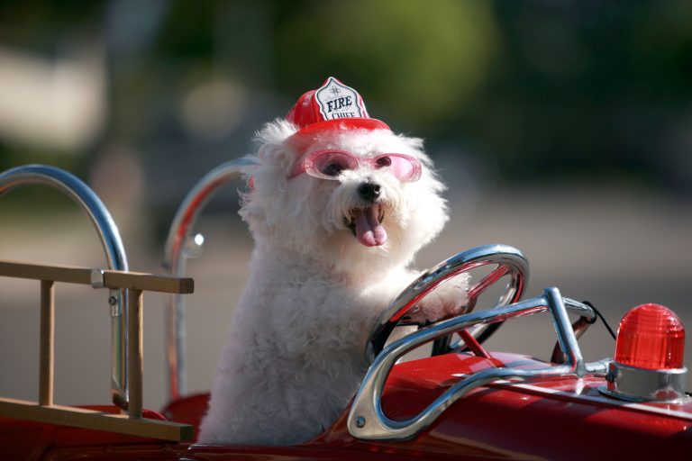 dog-firetruck