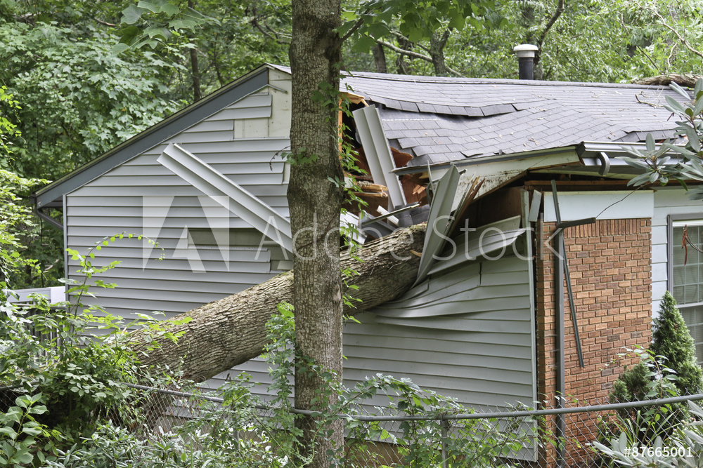 tree damage