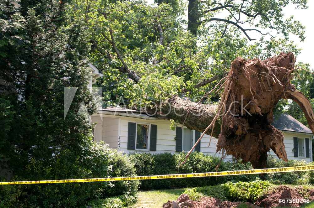 tree damage